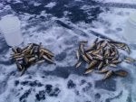 Arthropod Fluid Wood Water Liquid